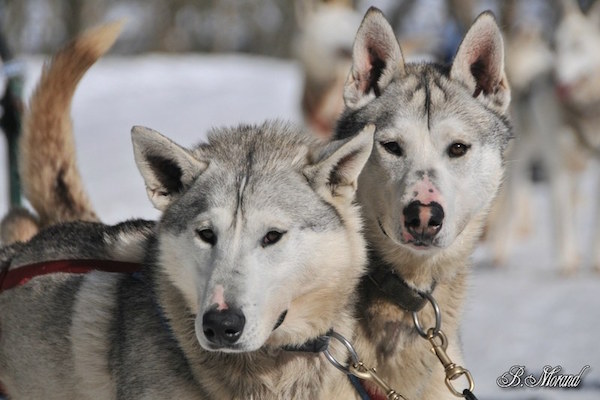 Dog Sled Les Arcs