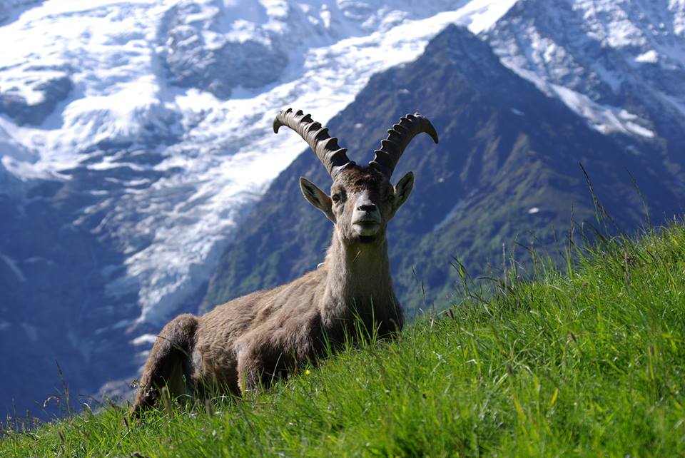 merlet ibex