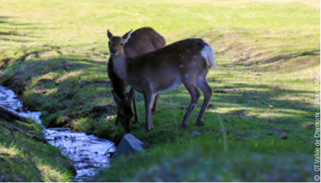 deer in park merlet chamonix